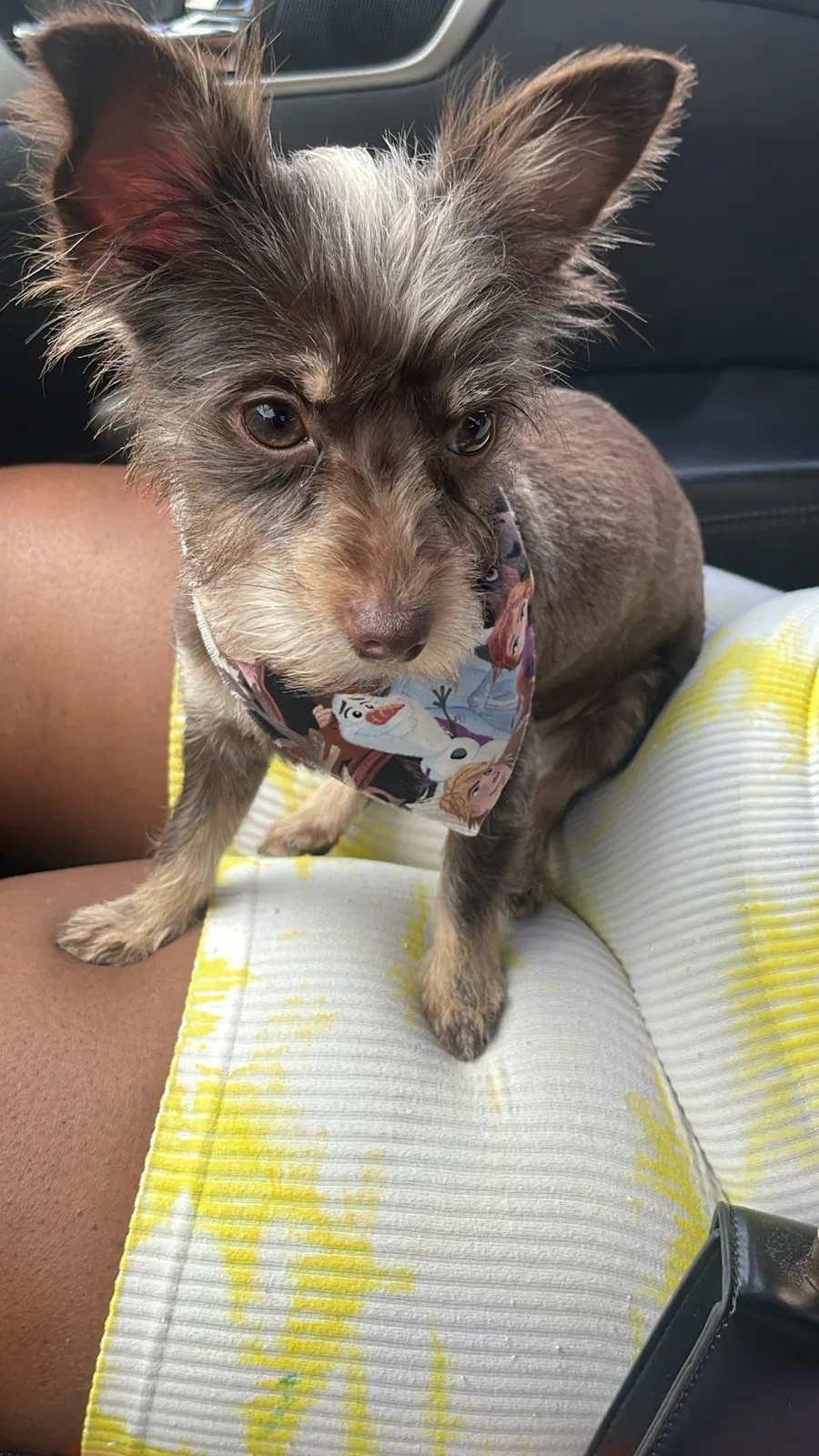 Lost dog in Jacksonville, FL, 32208