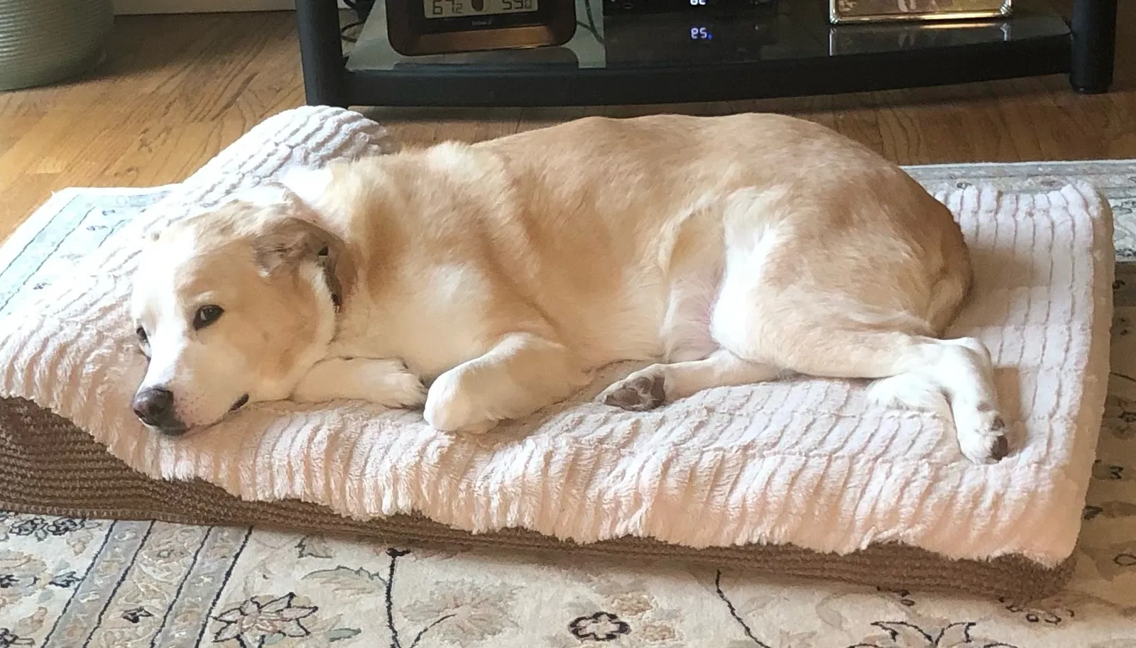 Lost dog in Chesterfield, MO, 63017