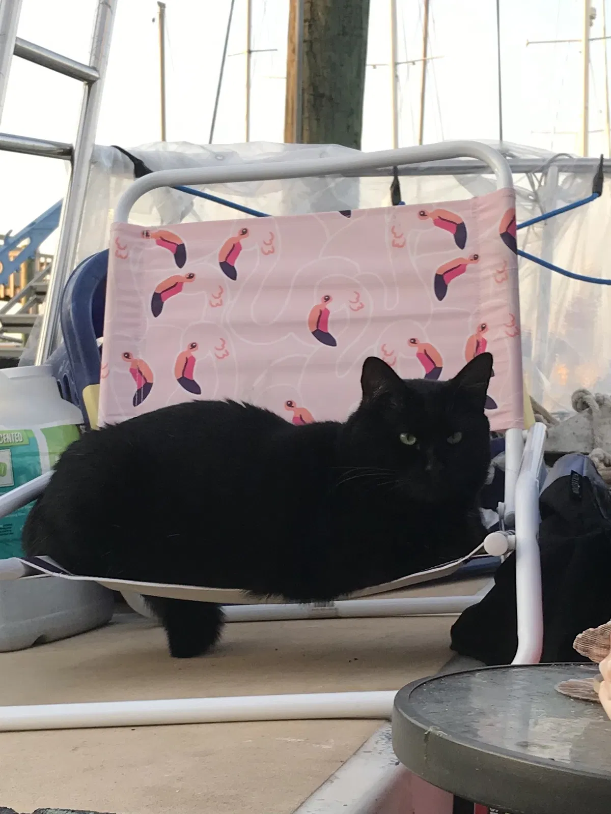 Lost cat in Seabrook, TX, 77586