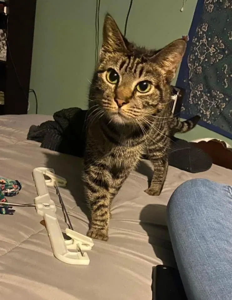 Lost cat in Pitman, NJ, 8071