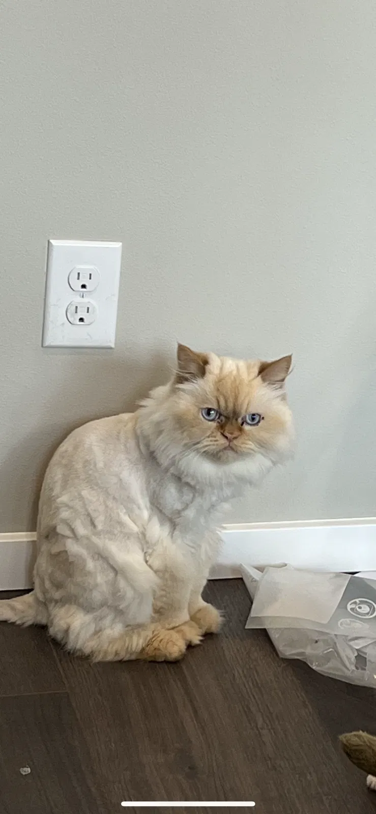Lost cat in Gig Harbor, WA, 98332