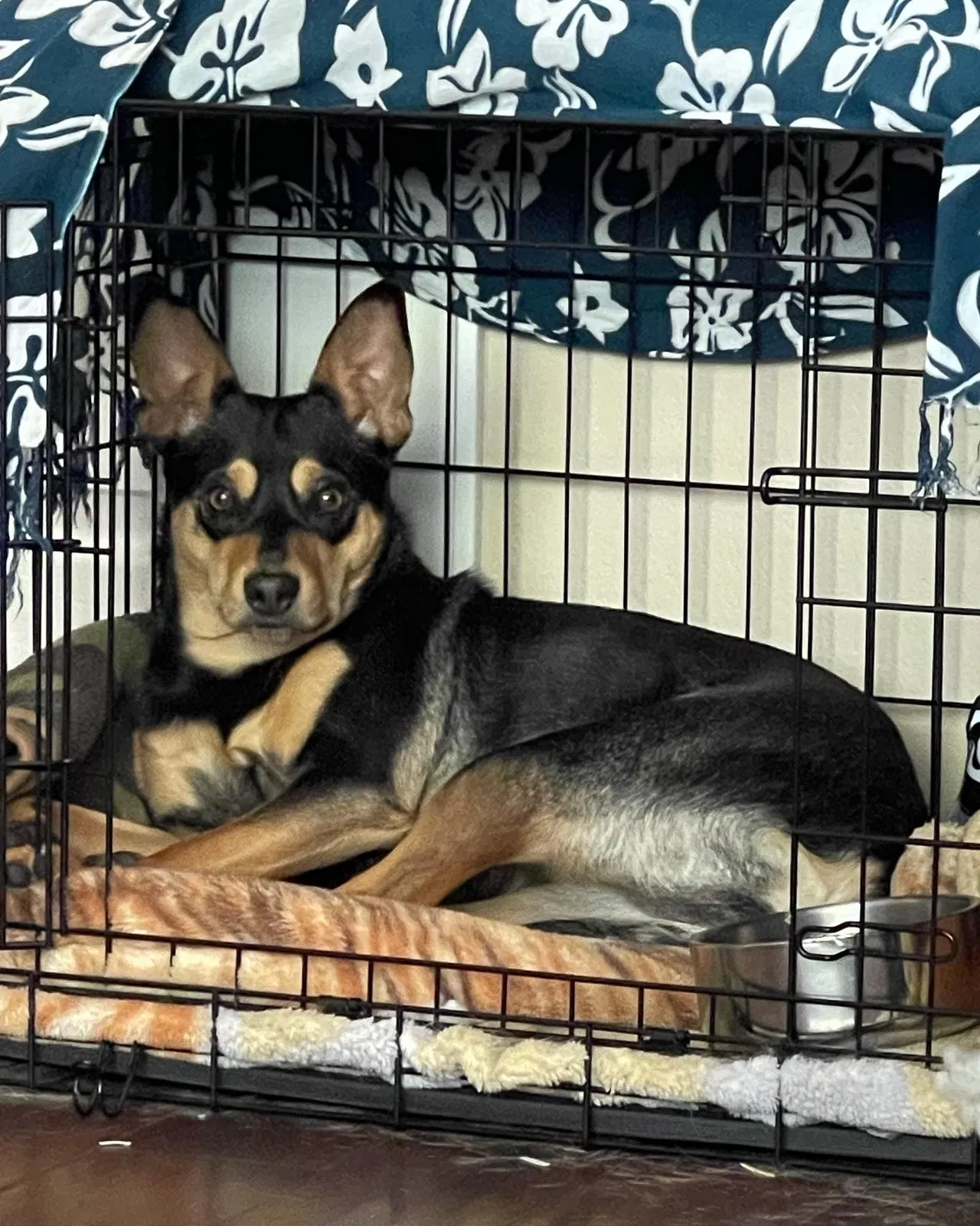 Lost dog in Oakland, CA, 94605