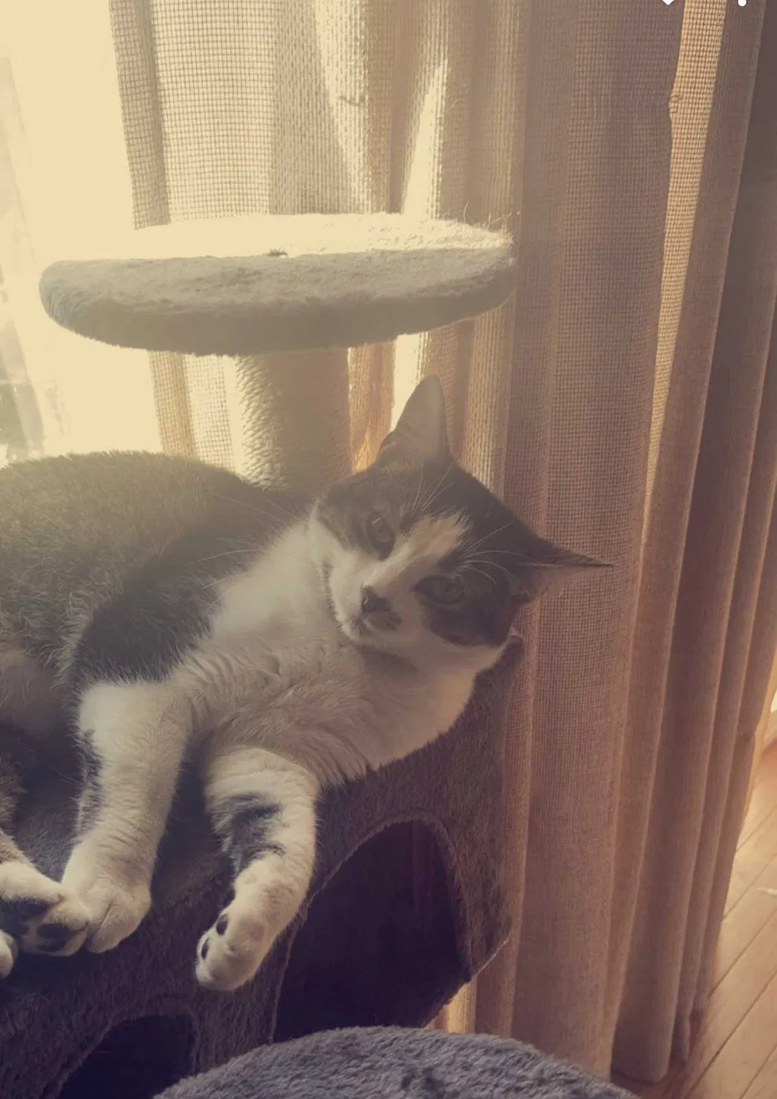 Lost cat in Wentzville, MO, 63385