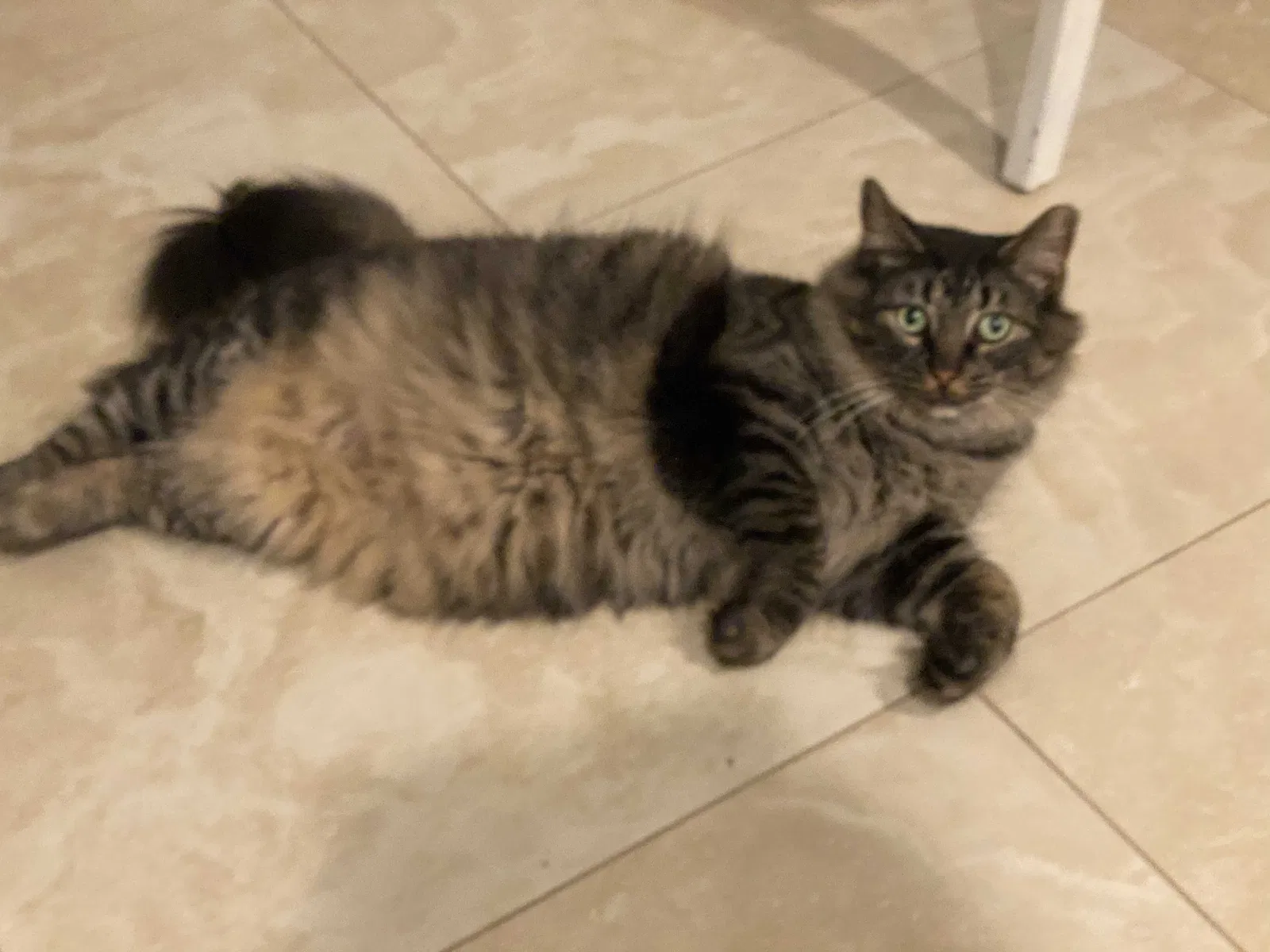 Lost cat in Saint Petersburg, FL, 33710