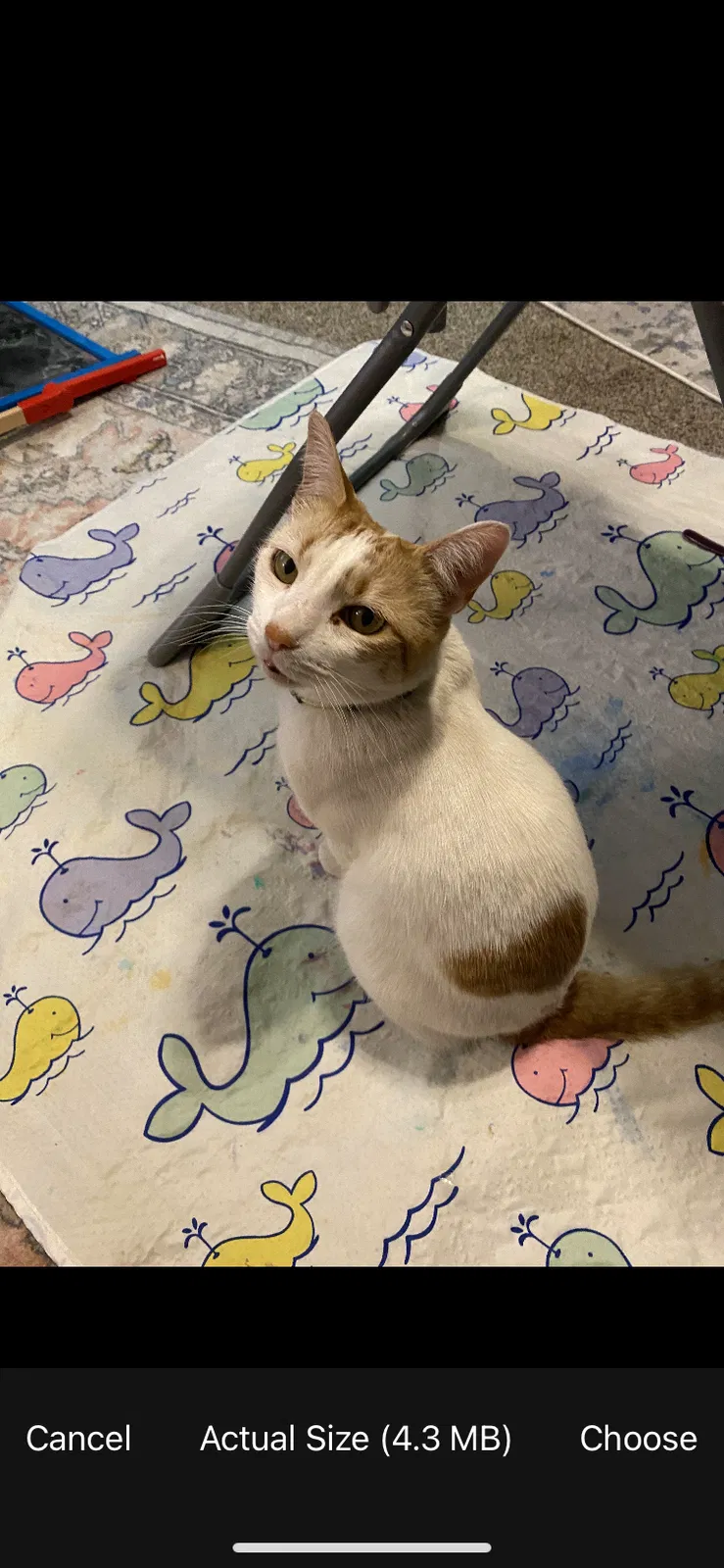 Lost cat in Colorado Springs, CO, 80911
