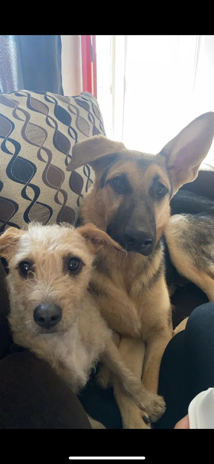 Lost dog in Pomona, CA, 91768