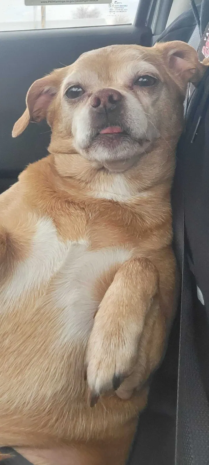 Lost dog in Ogden, UT, 84401