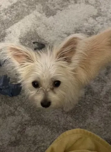Lost dog in Lake Worth, FL, 33461