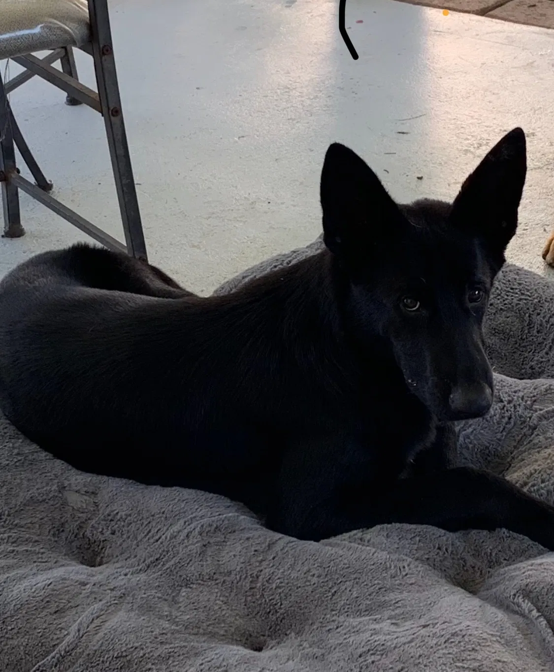 Lost dog in Homestead, FL, 33033