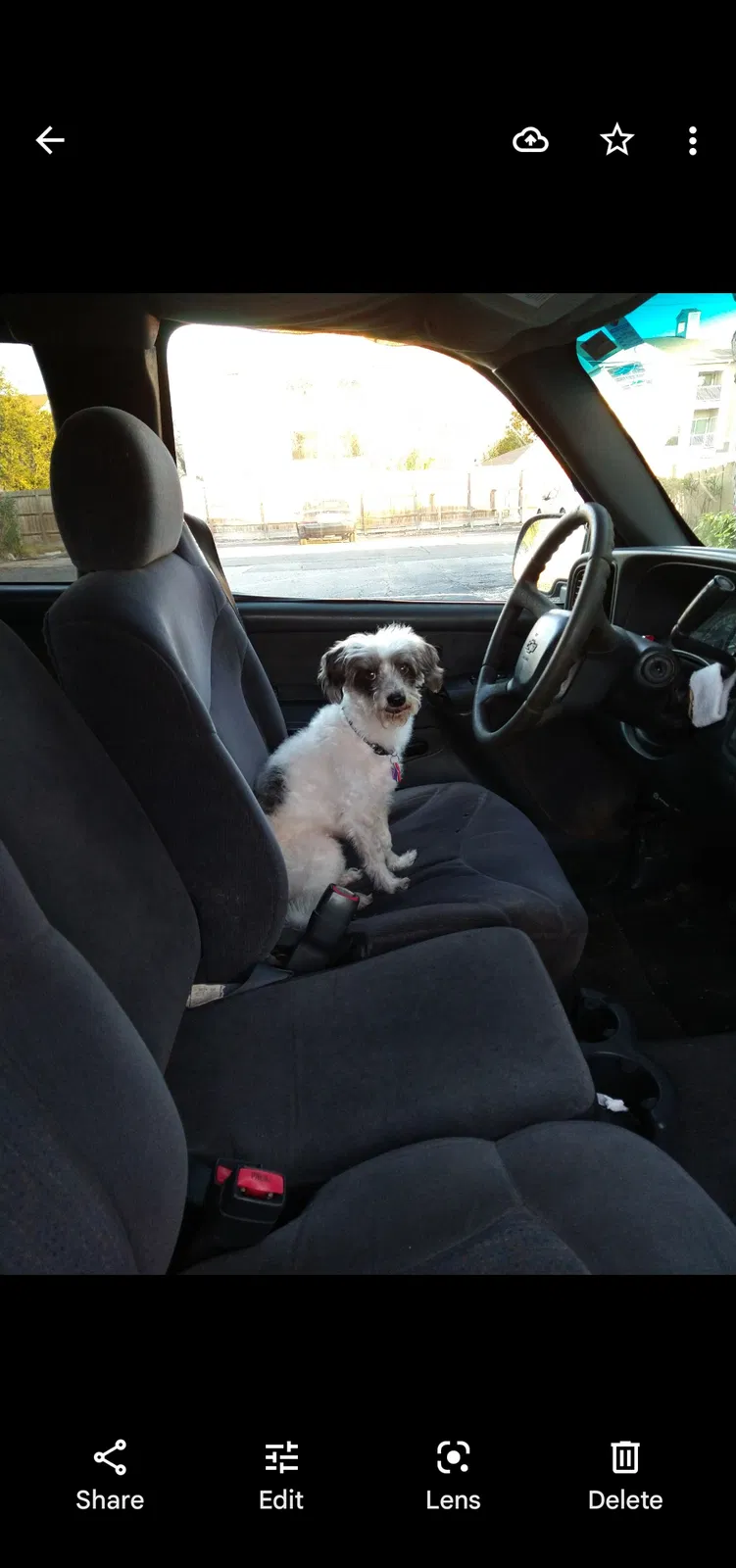Lost dog in Corpus Christi, TX, 78413