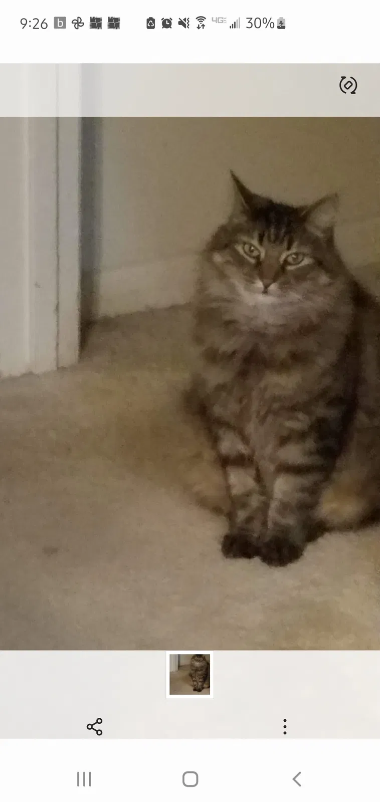 Lost cat in Dothan, AL, 36301