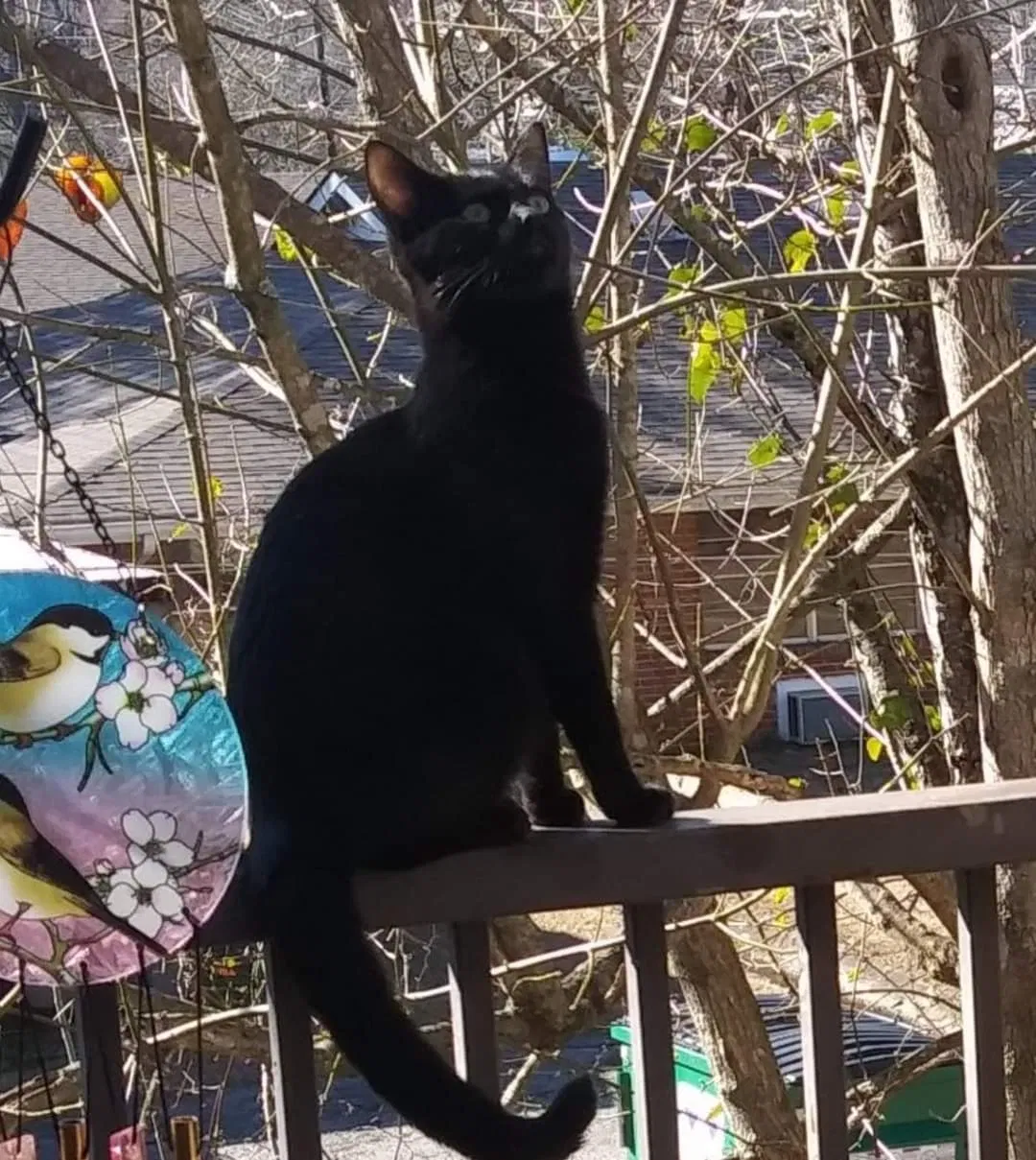 Lost cat in Trussville, AL, 35173