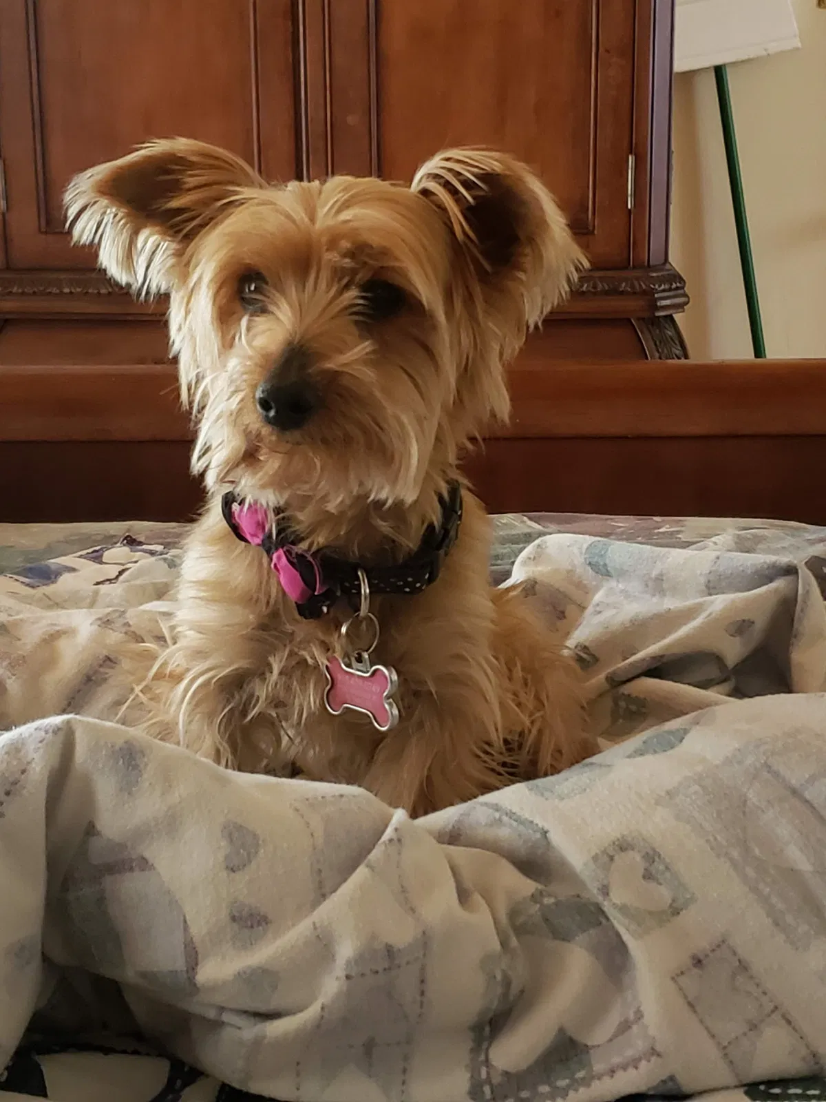 Lost dog in El Paso, TX, 79932