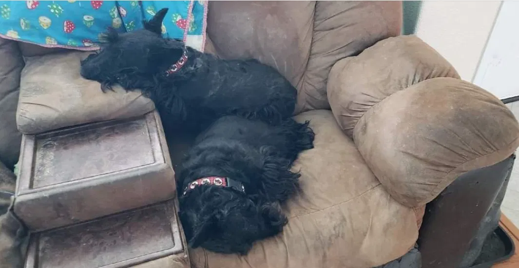 Lost dog in Emmett, ID, 83617