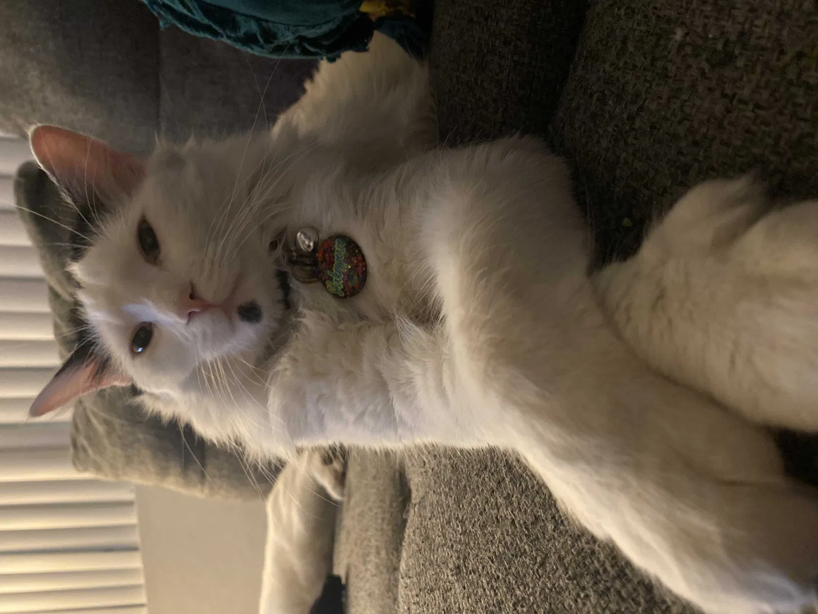 Lost cat in Alhambra, CA, 91803