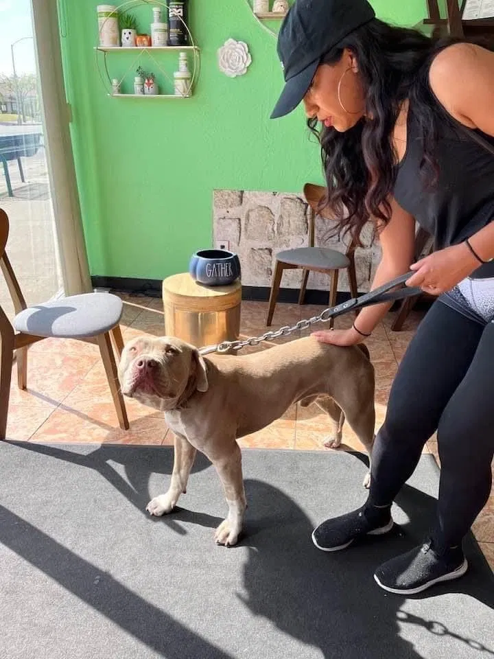 Found dog in South Gate, CA, 90280