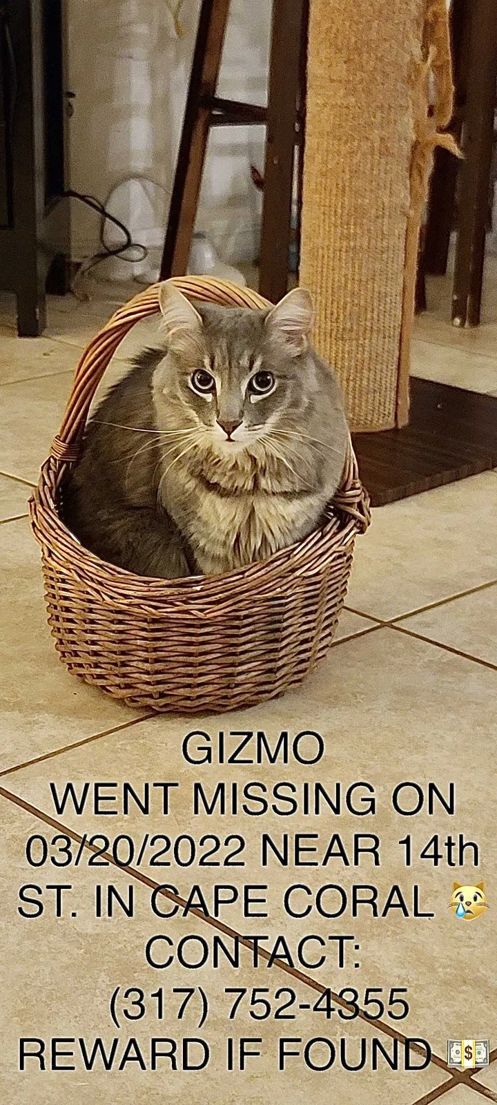 Lost cat in Cape Coral, FL, 33991
