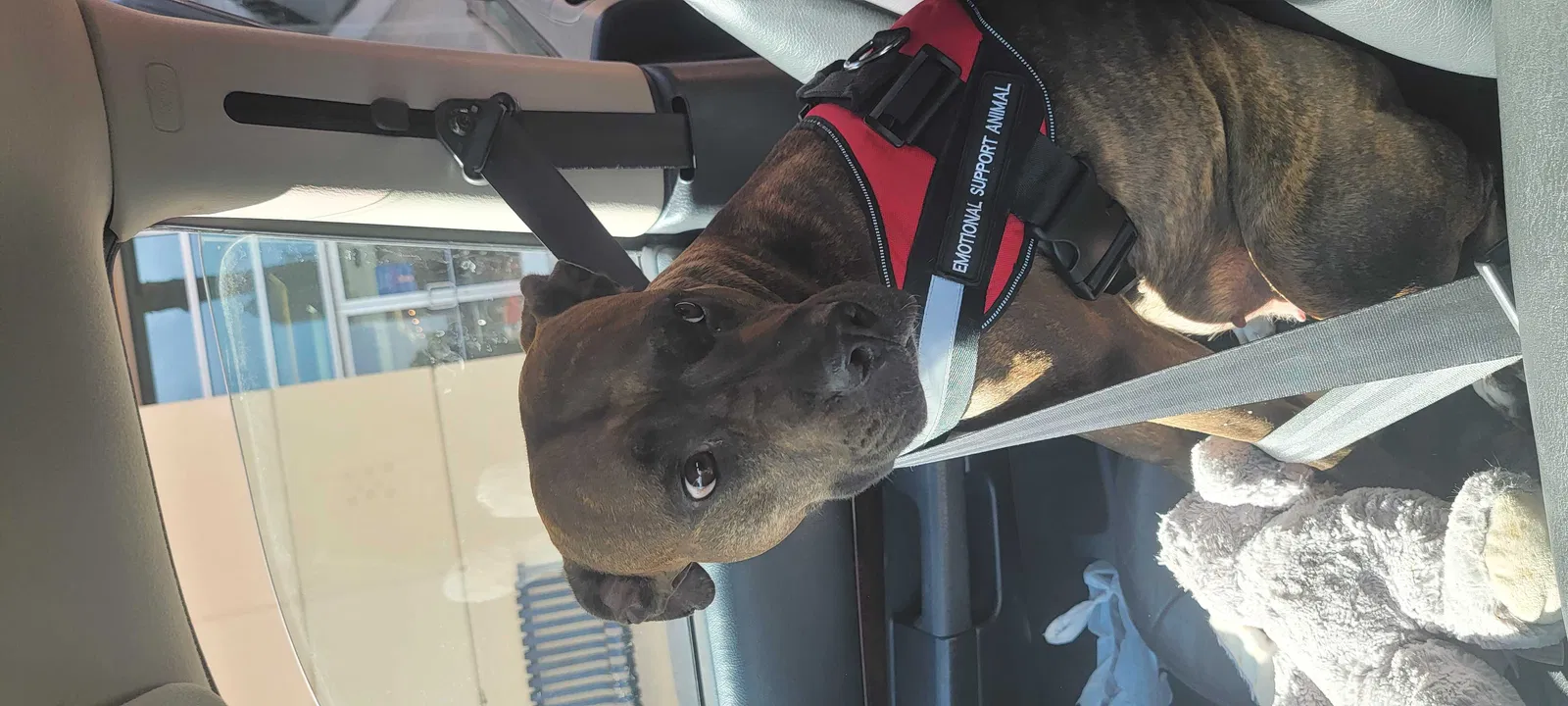 Lost dog in Las Vegas, NV, 89104