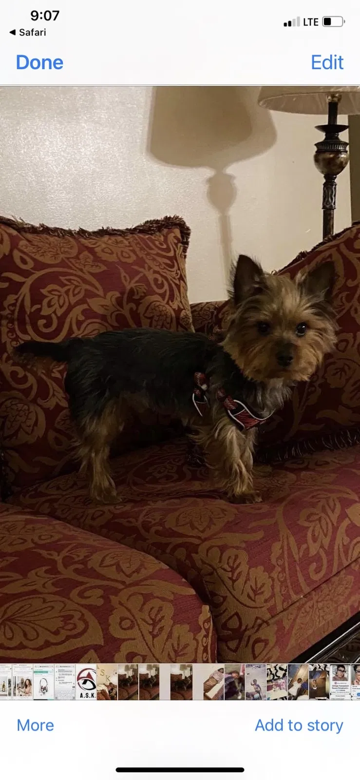 Lost dog in Ringgold, VA, 24586