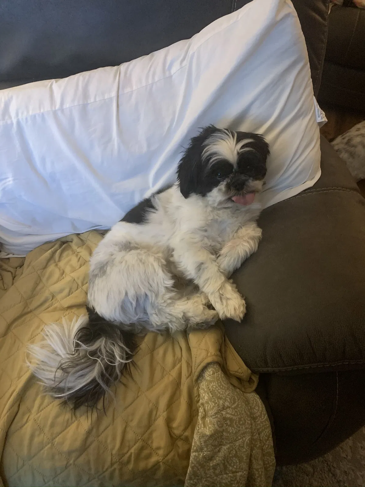 Lost dog in New Athens, IL, 62264