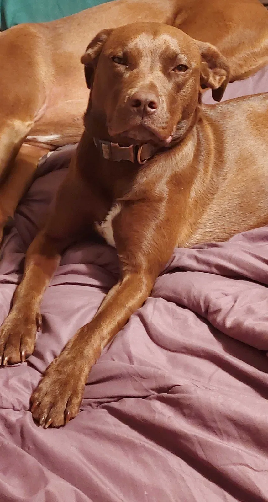 Lost dog in Inman, KS, 67546