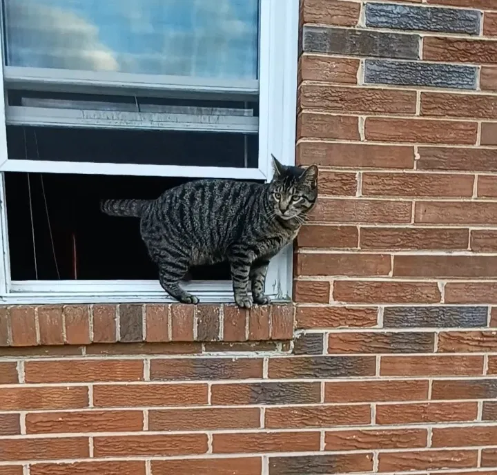Lost cat in North Augusta, SC, 29841