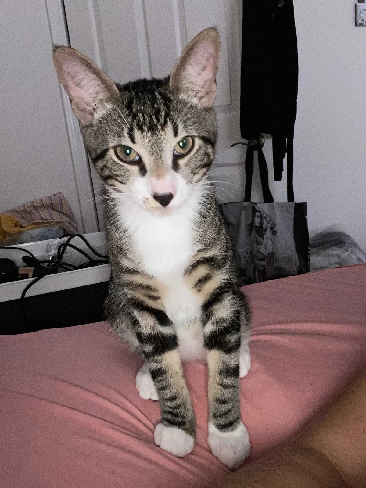 Lost cat in Bellport, NY, 11713
