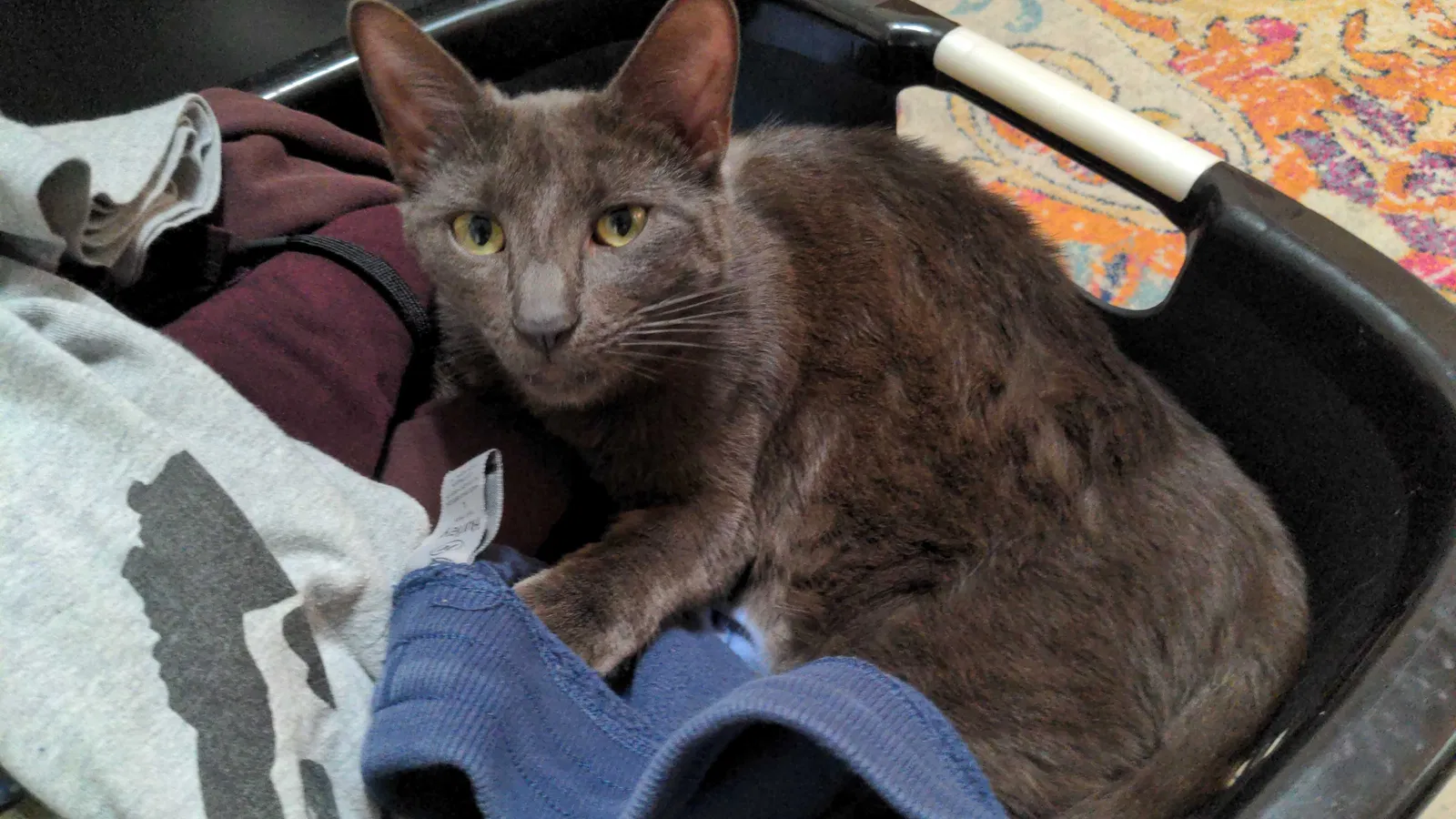 Lost cat in San Diego, CA, 92117