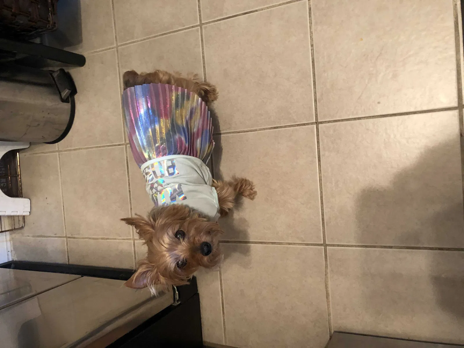 Lost dog in Hanover, MD, 21076