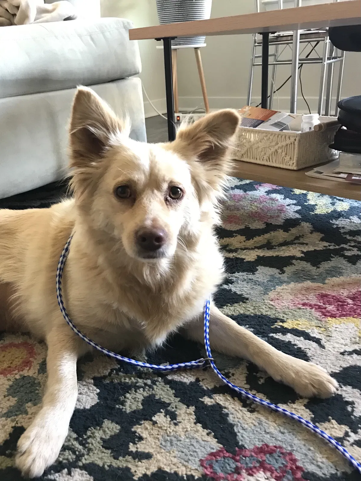Lost dog in Austin, TX, 78702