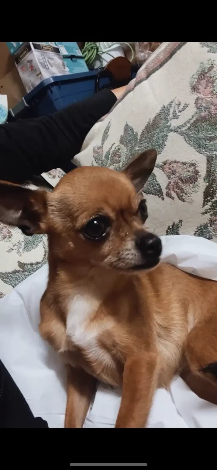 Lost dog in Hialeah, FL, 33018