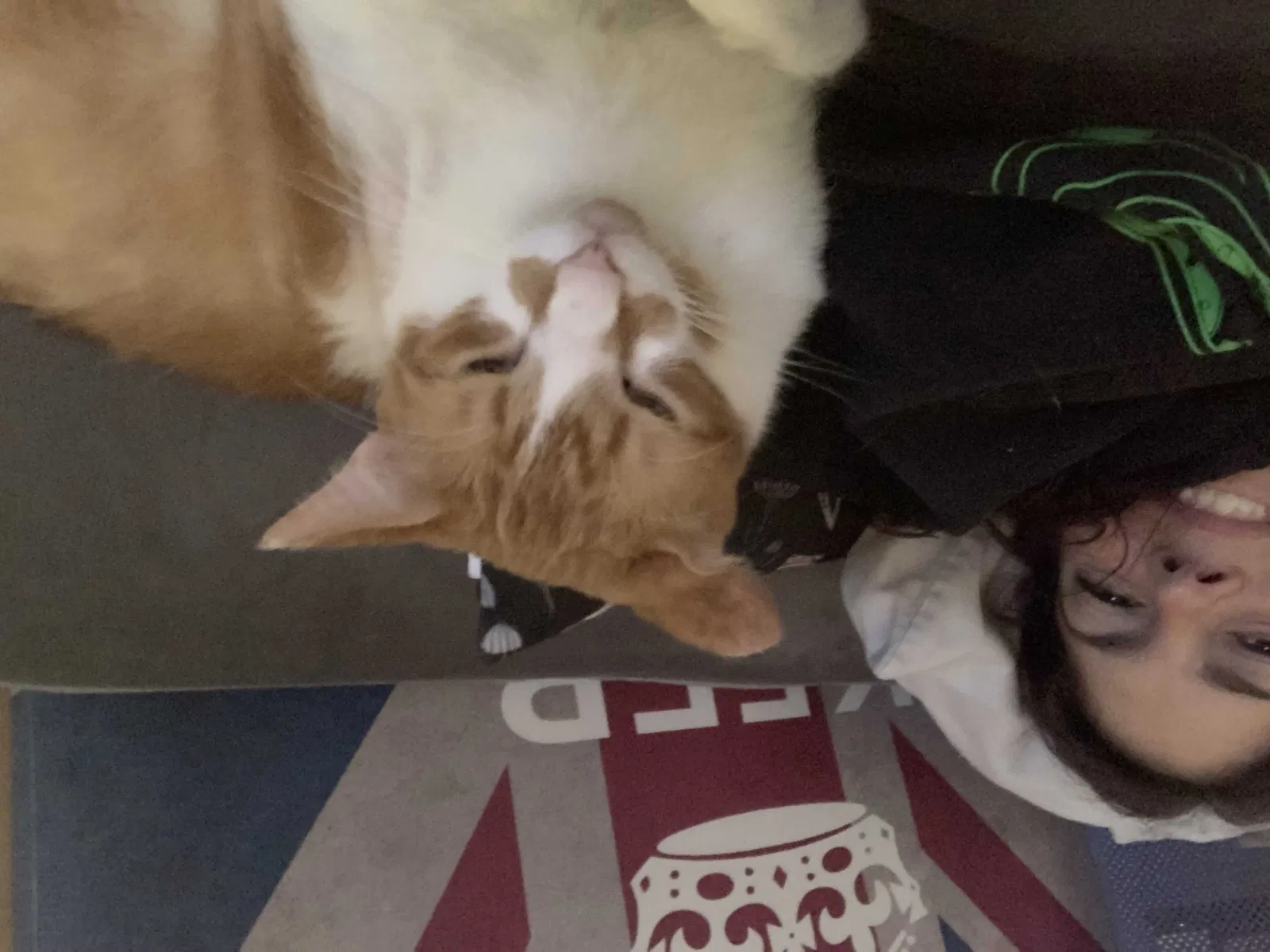 Lost cat in Bonita Springs, FL, 34135
