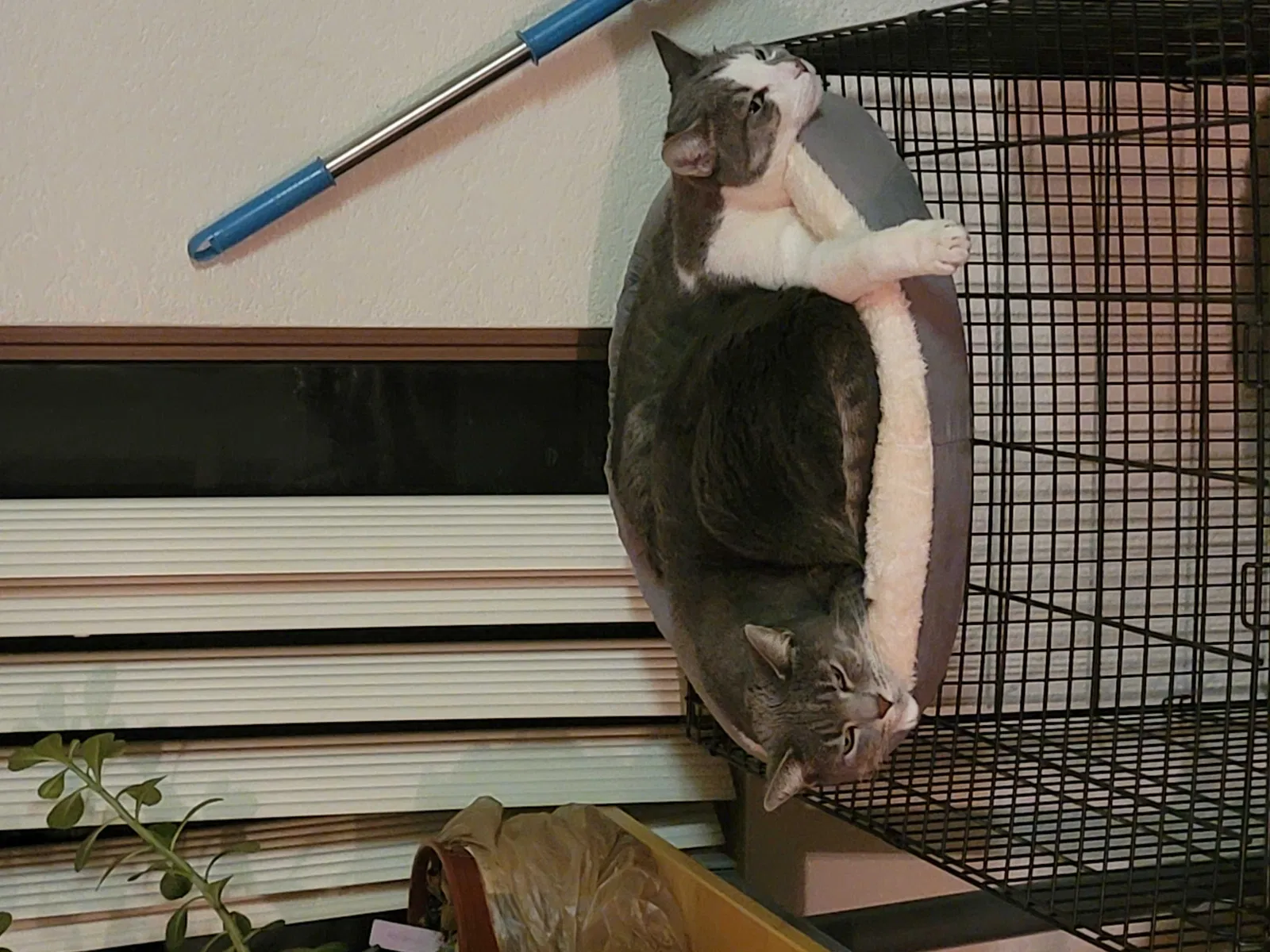 Lost cat in Peoria, AZ, 85345