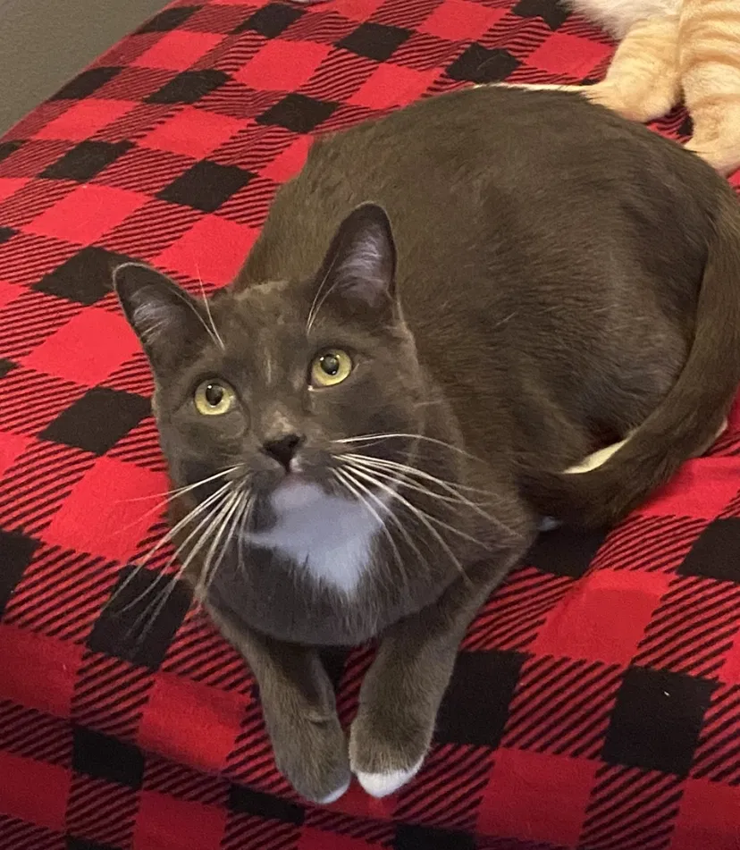 Lost cat in Simi Valley, CA, 93065