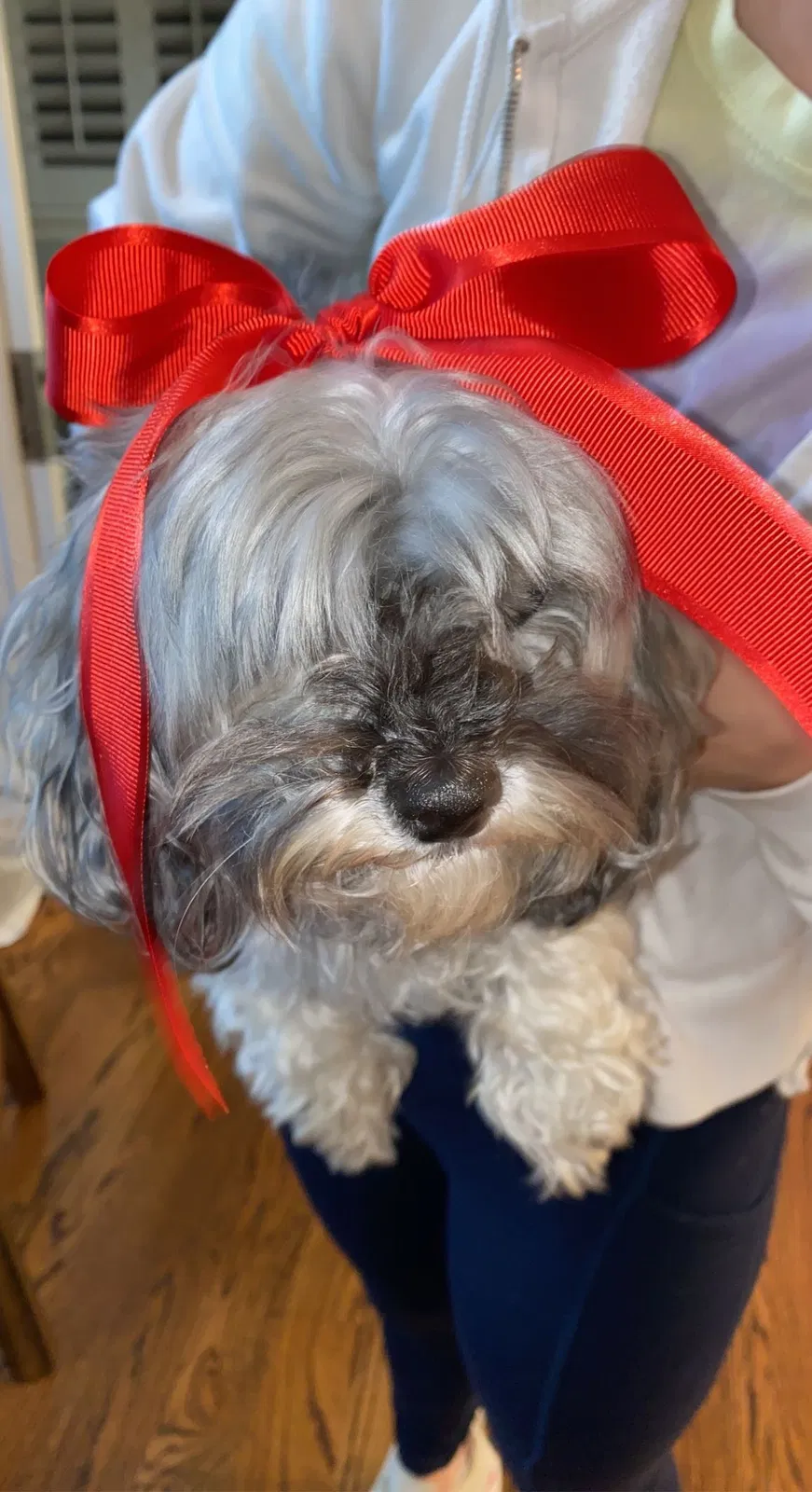 Lost dog in Houston, TX, 77024