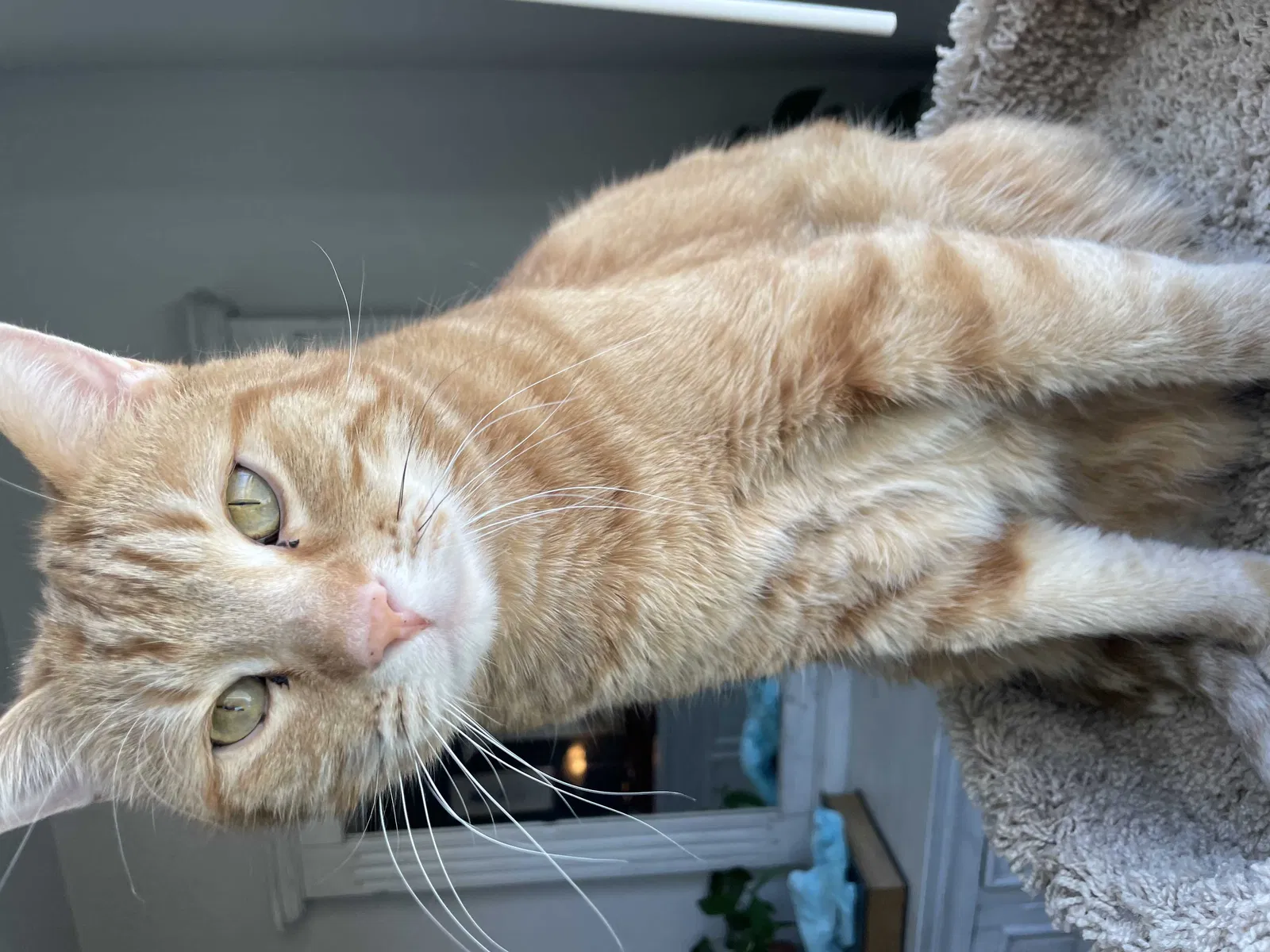 Lost cat in Commerce City, CO, 80022