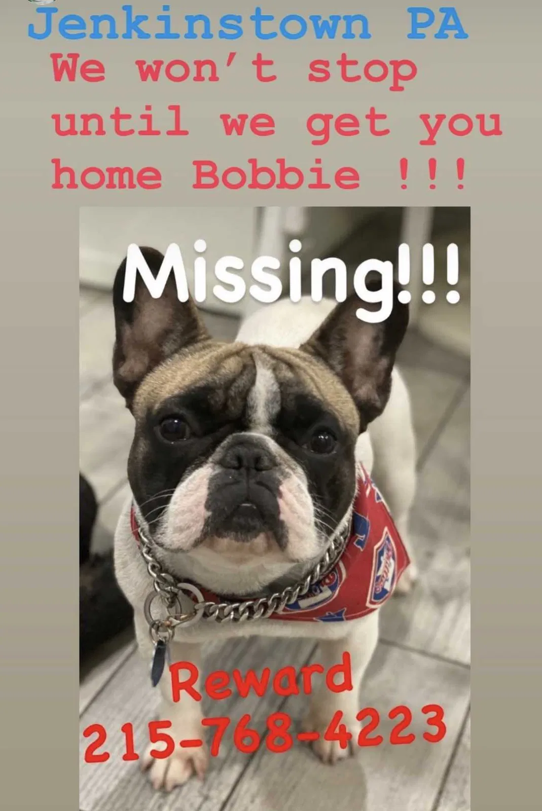 Lost dog in Jenkintown, PA, 19046