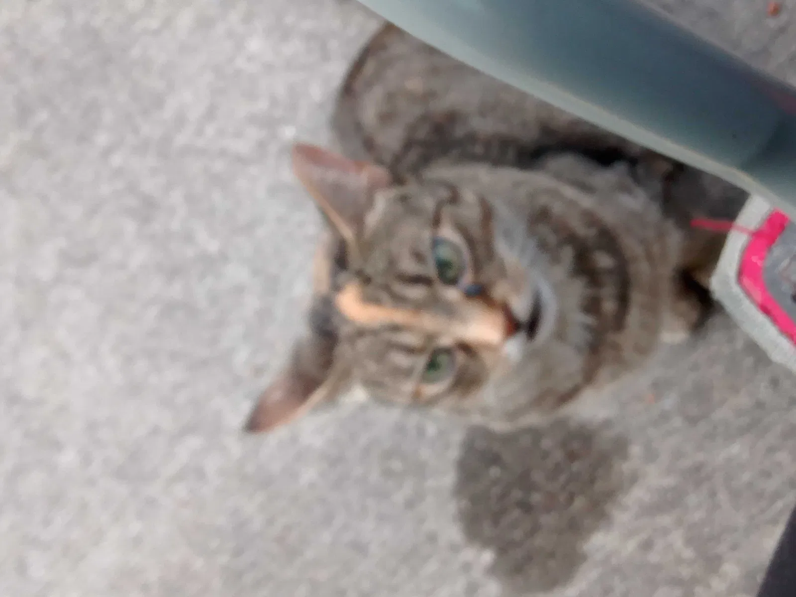 Lost cat in Richmond, KY, 40475