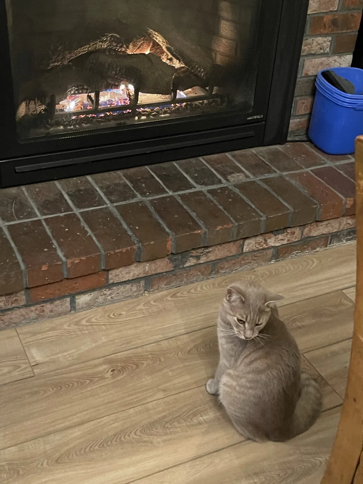Lost cat in Mendon, MA, 1756