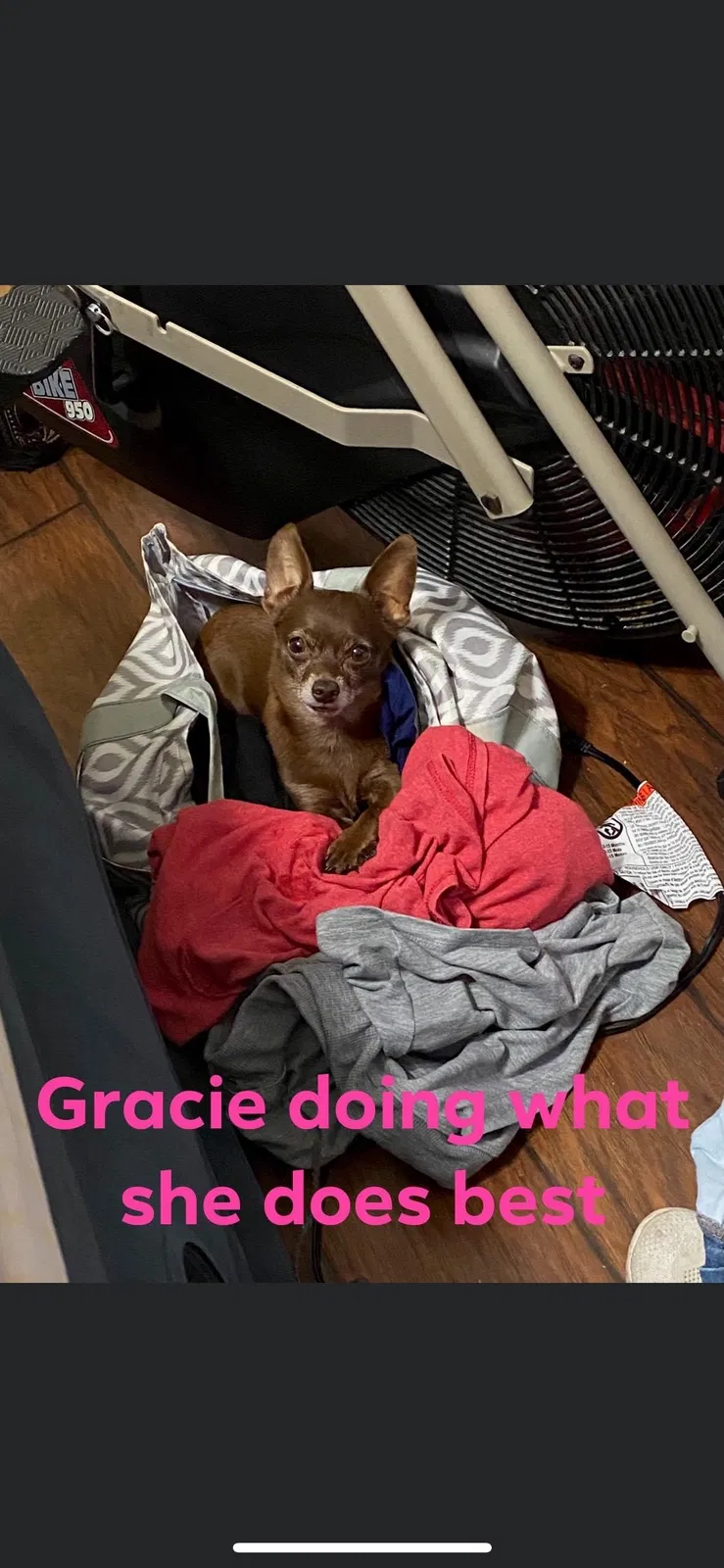 Lost dog in Breaux Bridge, LA, 70517