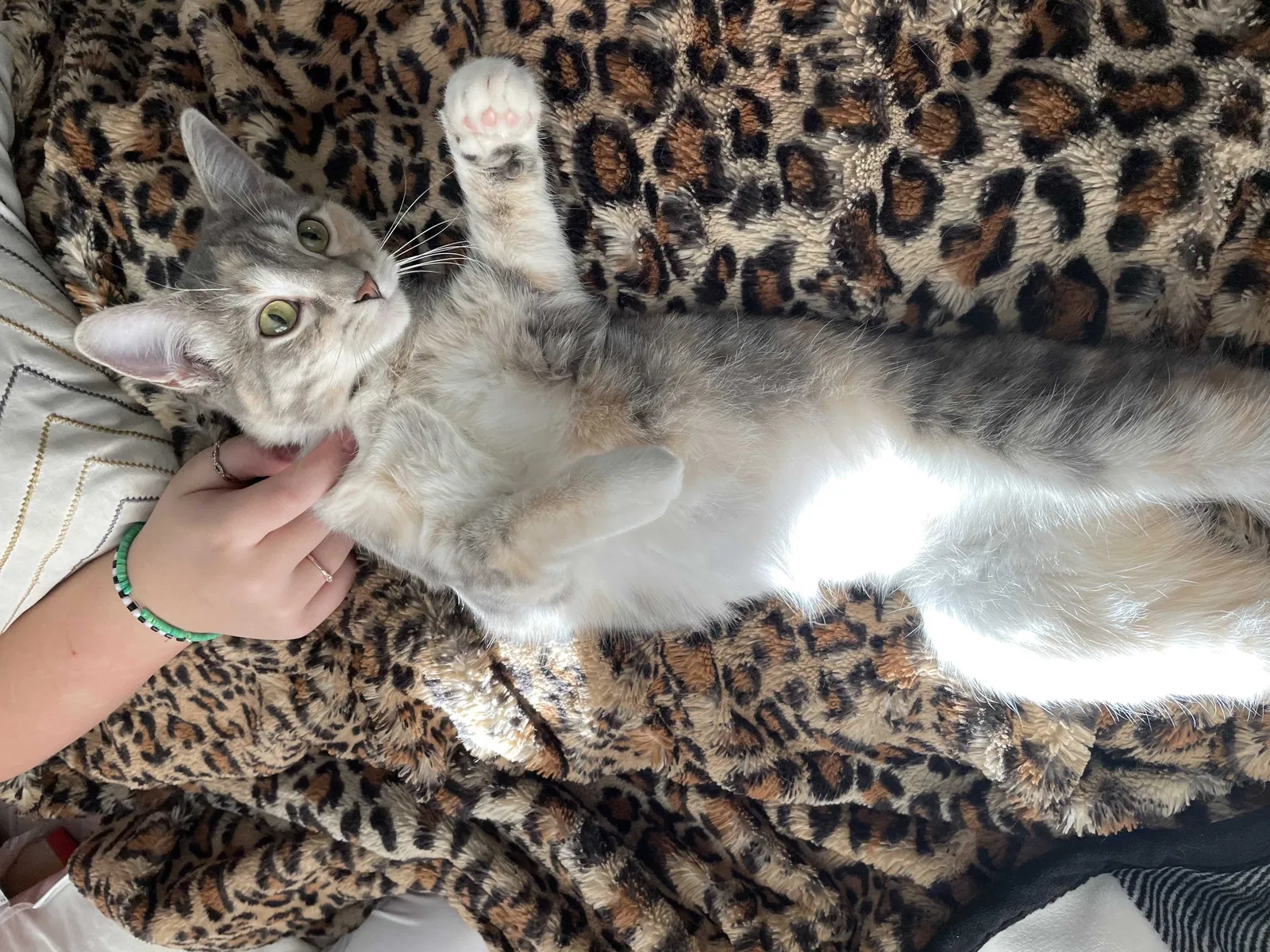 Lost cat in Lakeville, MN, 55044