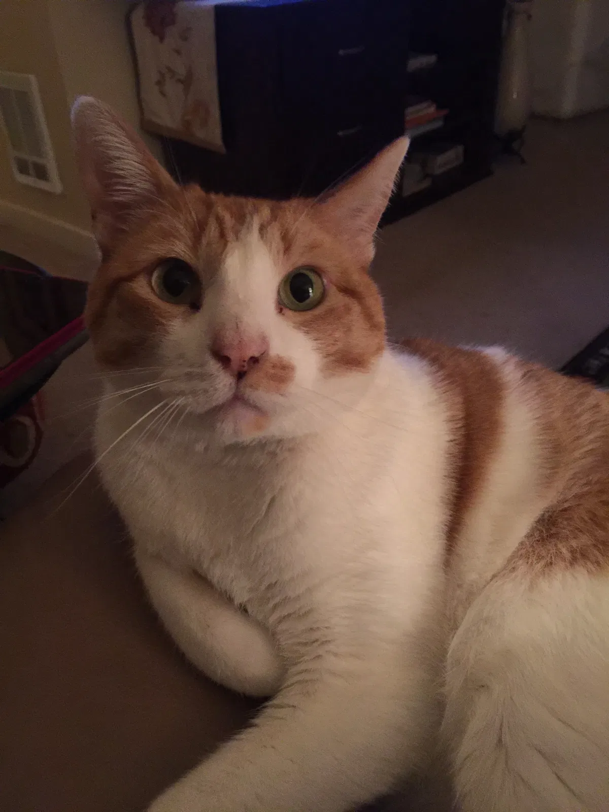 Lost cat in Tacoma, WA, 98408