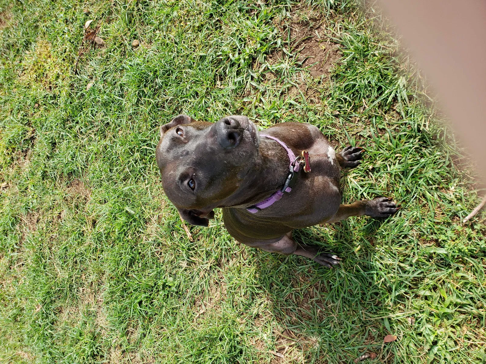 Lost dog in Fort Bragg, NC, 28307