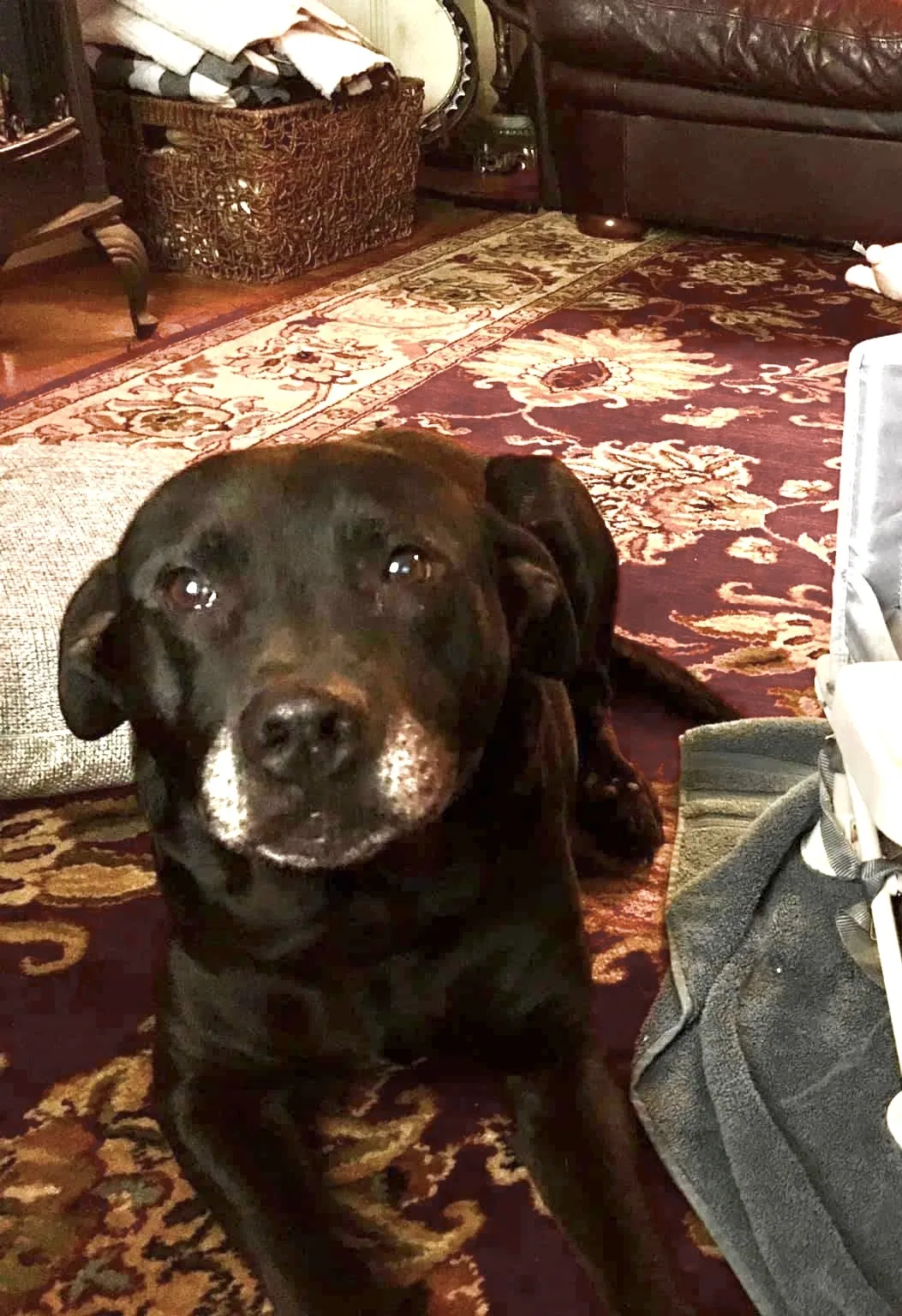 Lost dog in Birmingham, AL, 35215
