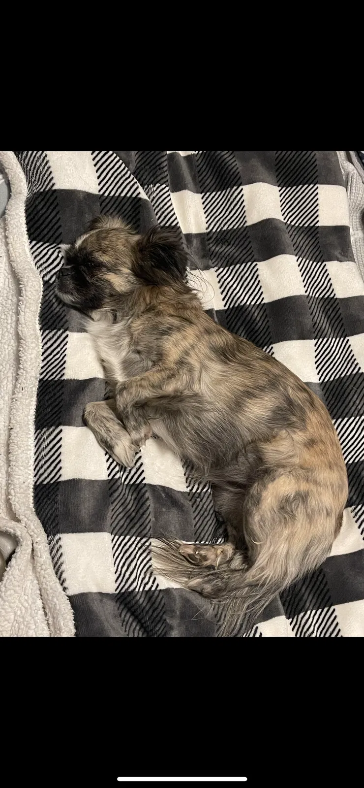 Lost dog in Odenville, AL, 35120