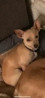 Lost dog in Los Angeles, CA, 90042