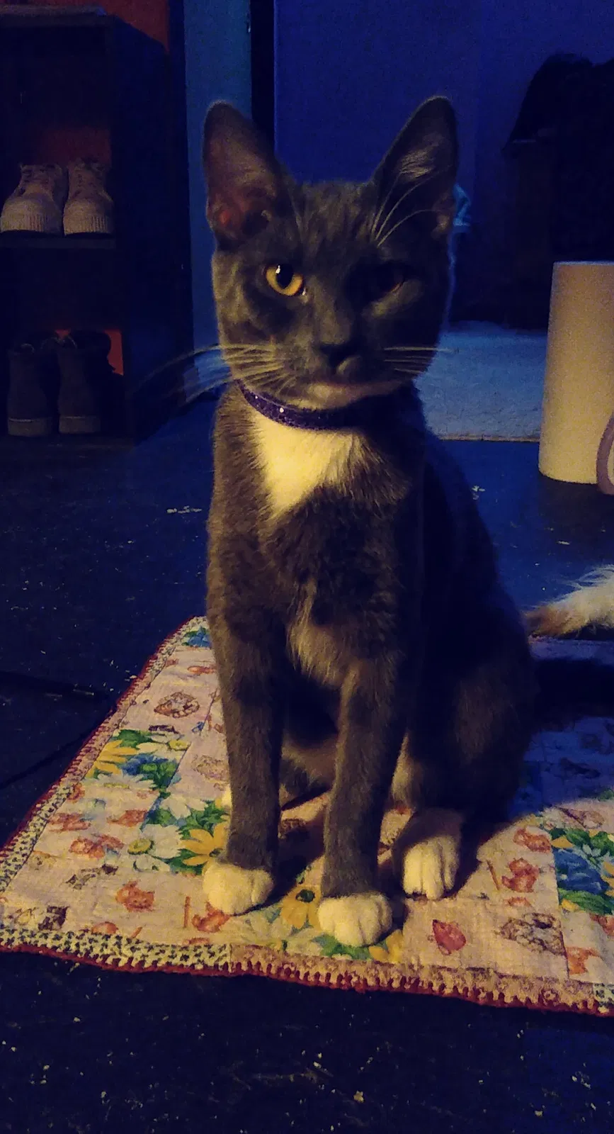 Lost cat in Snohomish, WA, 98290