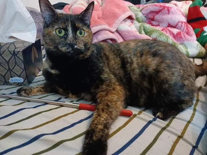 Lost cat in Rio Rancho, NM, 87144