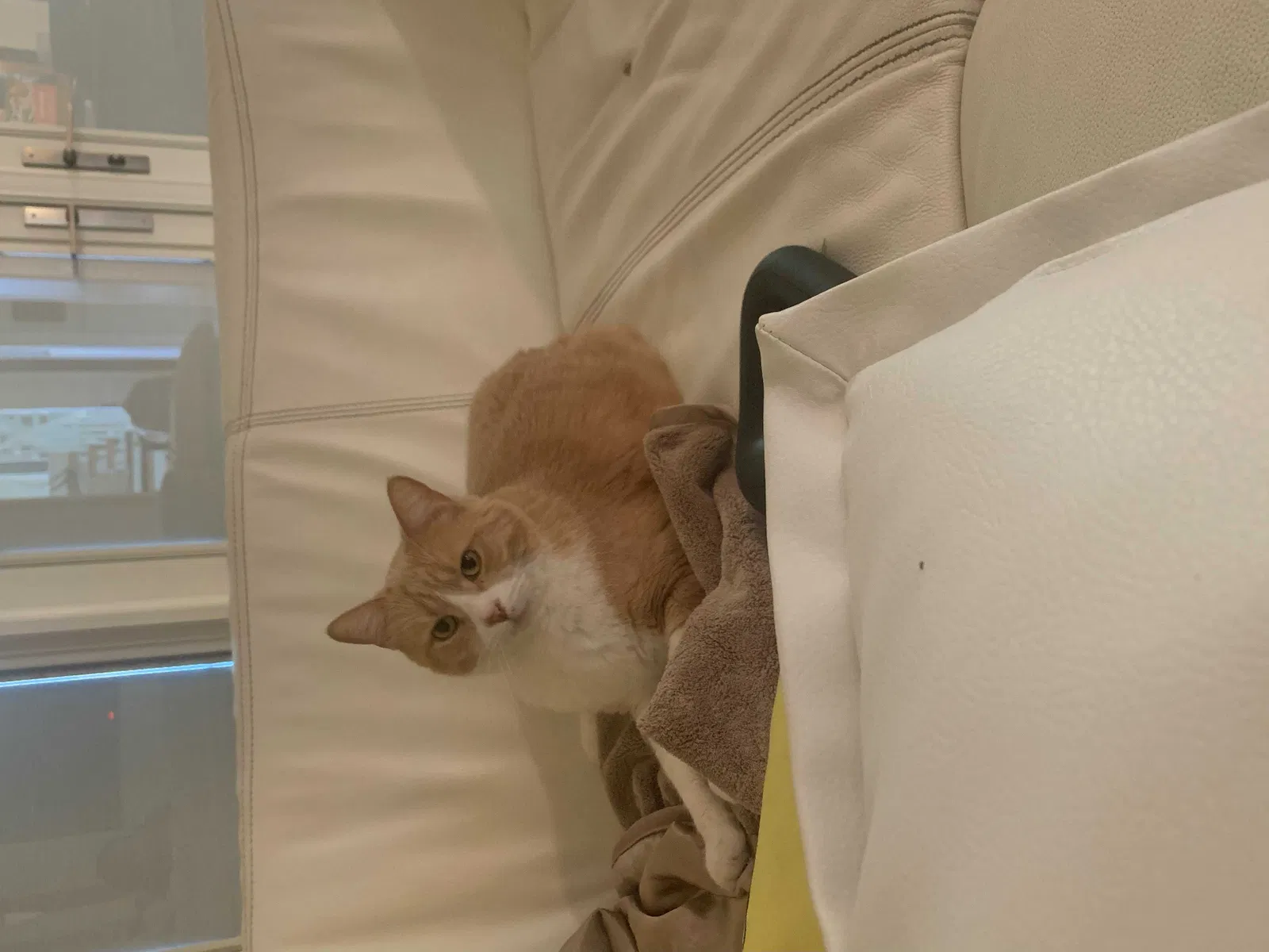 Lost cat in Palos Verdes Peninsula, CA, 90274