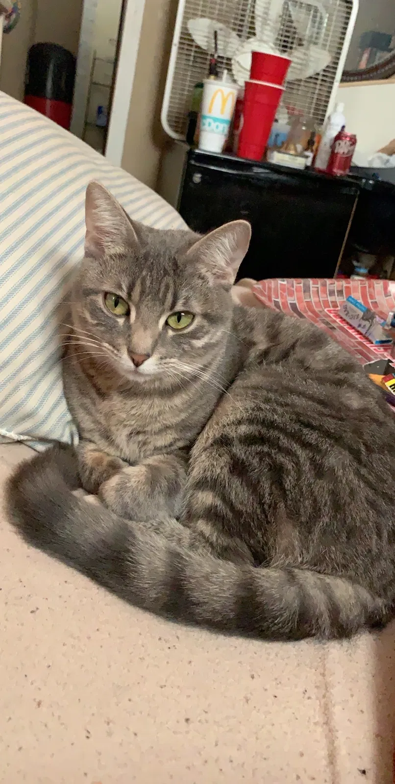 Lost cat in Independence, MO, 64052